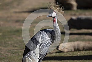 East African Crowned Crane stands and turns gracefully