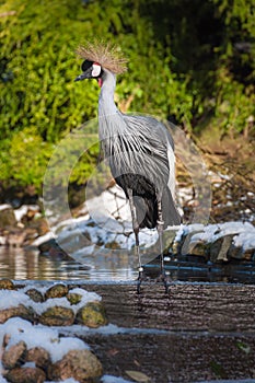 East African crowned crane