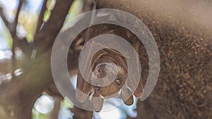 East African Epauletted Fruit Bat Hanging photo