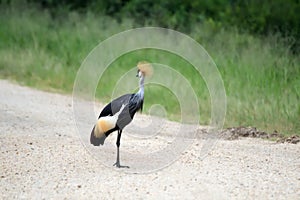 East African grey crowned crane, Queen Elizabeth National Park, Uganda