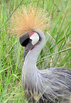 East African grey crowned crane, Queen Elizabeth National Park, Uganda