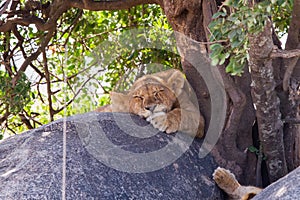 East African lion cub Panthera leo melanochaita sleeping