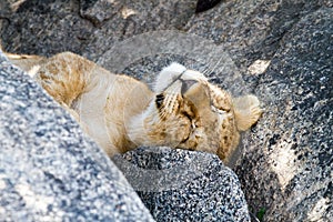 East African lion cub Panthera leo melanochaita sleeping