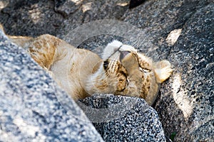 East African lion cub Panthera leo melanochaita sleeping