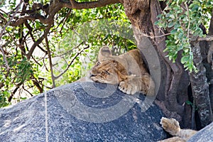 East African lion cub Panthera leo melanochaita sleeping