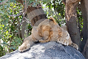 East African lion cub Panthera leo melanochaita sleeping