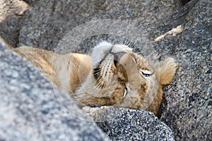 East African lion cub Panthera leo melanochaita sleeping