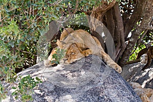 East African lion cub Panthera leo melanochaita sleeping