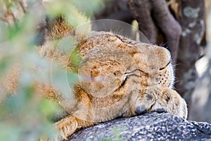 East African lion cub Panthera leo melanochaita sleeping