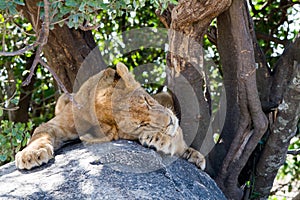 East African lion cub Panthera leo melanochaita sleeping