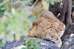 East African lion cub Panthera leo melanochaita sleeping
