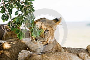 East African lion cub portrait