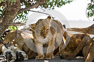 East African lion cub portrait
