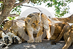 East African lion cub portrait