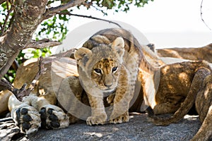 East African lion cub portrait