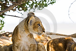 East African lion cub portrait