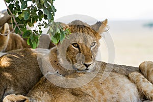 East African lion cub portrait