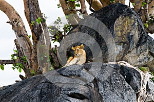 East African lion cub on rock