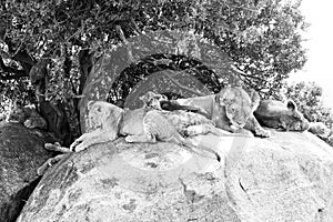 East African lion cubs and lioness in black and white