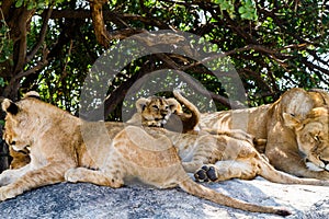 East African lion cubs and lioness in the shade