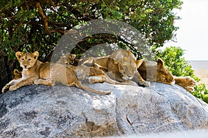 East African lion cubs and lioness in the shade