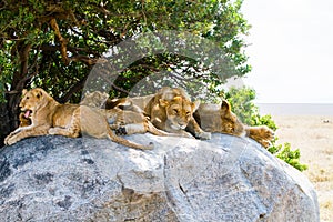 East African lion cubs and lioness in the shade