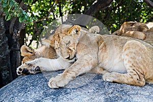 East African lion cubs and lioness in the shade