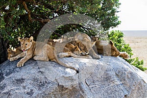 East African lion cubs and lioness in the shade