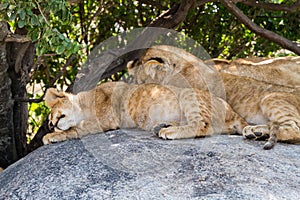 East African lion cubs and lioness in the shade