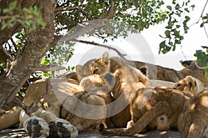 East African lion cubs and lioness in the shade