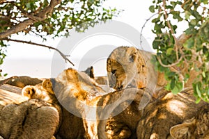 East African lion cubs and lioness in the shade