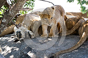 East African lion cubs and lioness in the shade