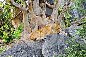 East African lion cubs Panthera leo melanochaita