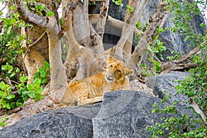 East African lion cubs Panthera leo melanochaita