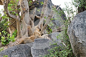 East African lion cubs Panthera leo melanochaita