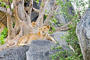 East African lion cubs Panthera leo melanochaita