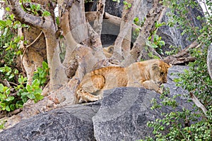 East African lion cubs Panthera leo melanochaita