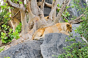 East African lion cubs Panthera leo melanochaita