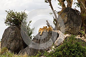 East African lion cubs Panthera leo melanochaita