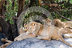 East African lion cubs Panthera leo melanochaita