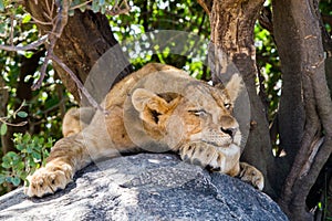 East African lion cubs Panthera leo melanochaita