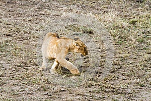 East African lion cubs (Panthera leo melanochaita)