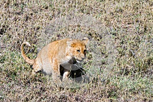 East African lion cubs (Panthera leo melanochaita)