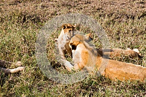 East African lion cubs (Panthera leo melanochaita)