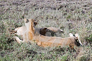 East African lion cubs (Panthera leo melanochaita)