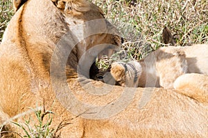 East African lion cubs (Panthera leo melanochaita)