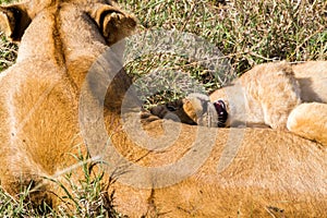 East African lion cubs (Panthera leo melanochaita)