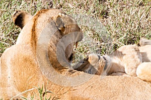 East African lion cubs (Panthera leo melanochaita)