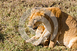 East African lion cubs (Panthera leo melanochaita)