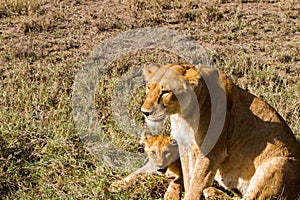 East African lion cubs (Panthera leo melanochaita)